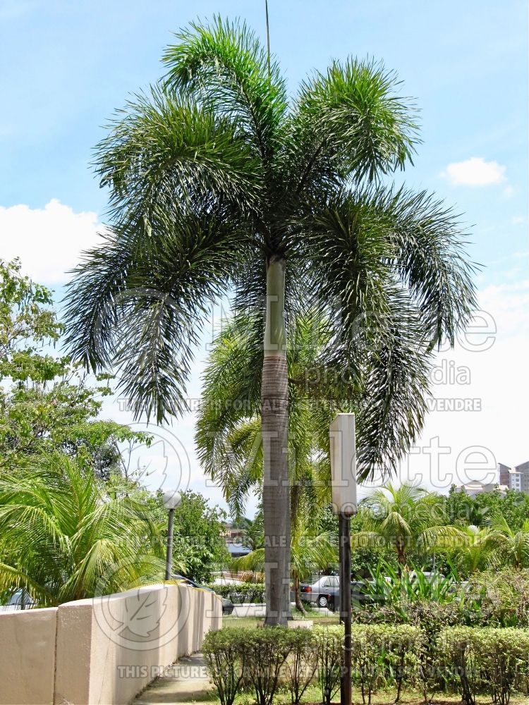 Wodyetia bifurcata (Foxtail Palm, Wodyetia Palm) 1