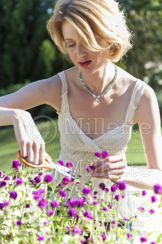 Woman cutting gomphrena flowers with a scissors (Ambiance) - garden works 67 