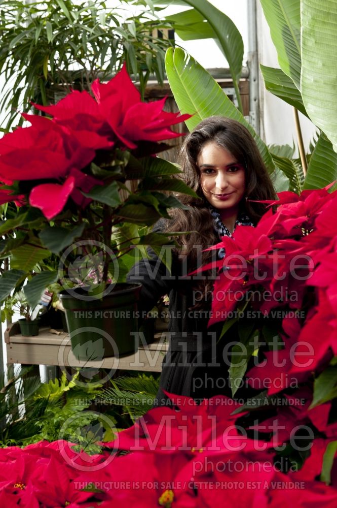 Woman in a garden center with poinsettia plants (Ambiance) 63 