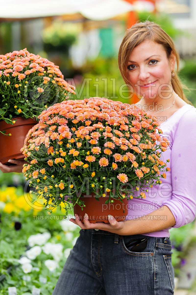 Woman in a garden shop holding potted chrysanthemum plants (Ambiance) 62 