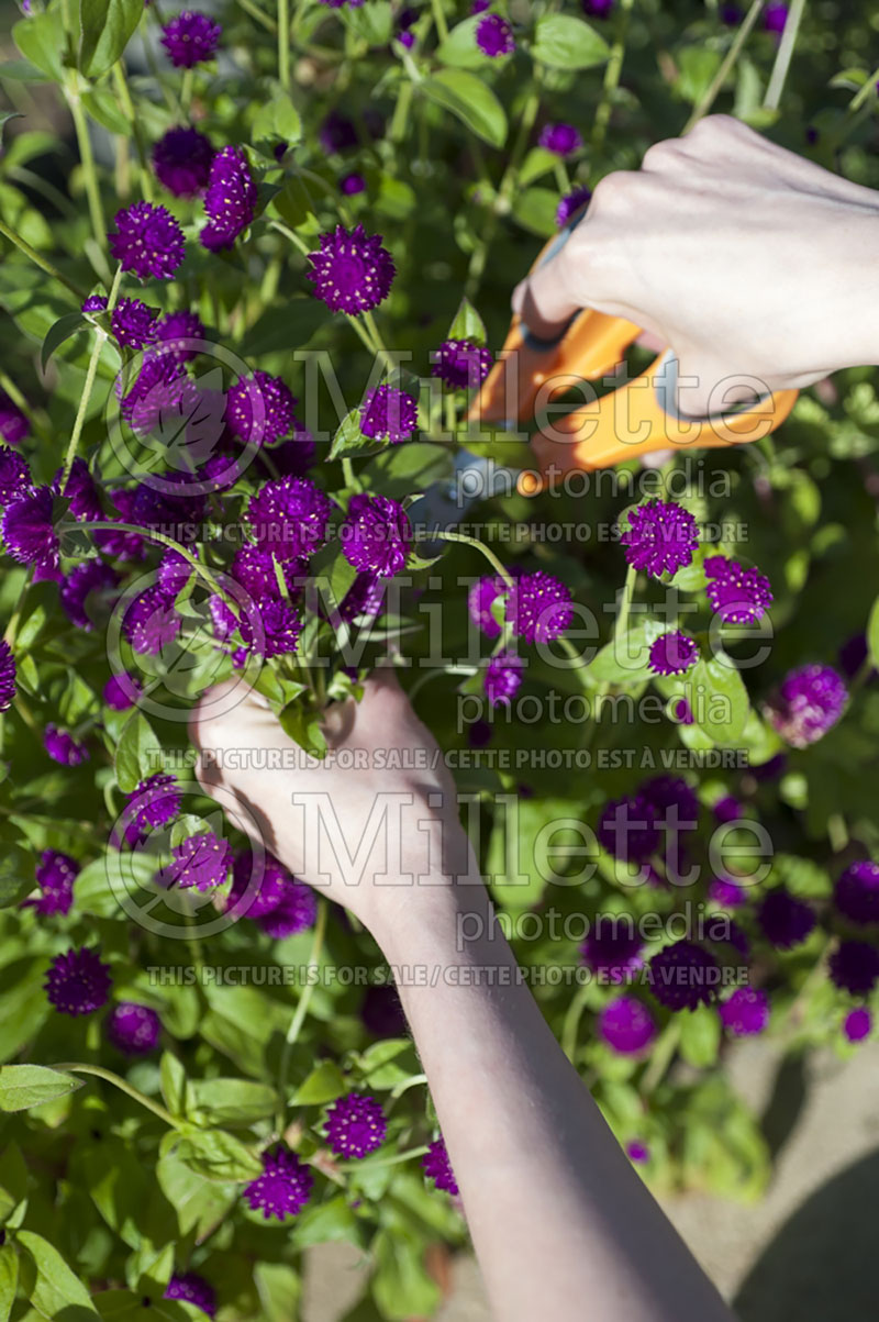 Woman cutting gomphrena flowers with a scissors (Ambiance) - garden works 68 