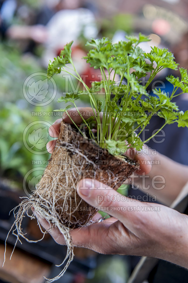 Woman unpotting a plant of parsley - Petroselinum crispum (Ambiance) - garden works 69 