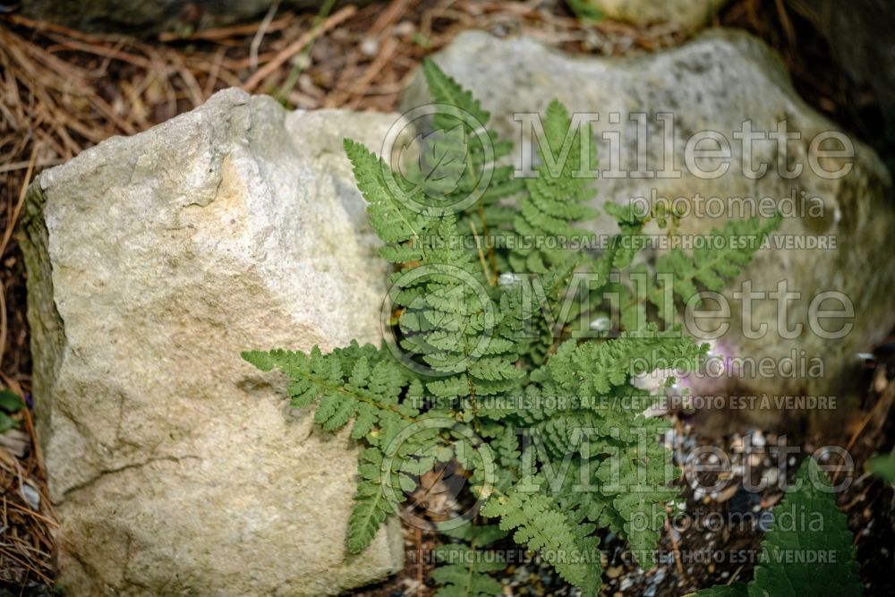 Woodsia ilvensis (Rusty Cliff Fern) 2