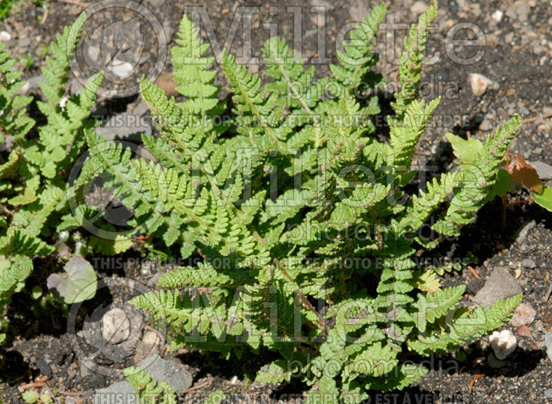 Woodsia ilvensis (Rusty Cliff Fern) 1 