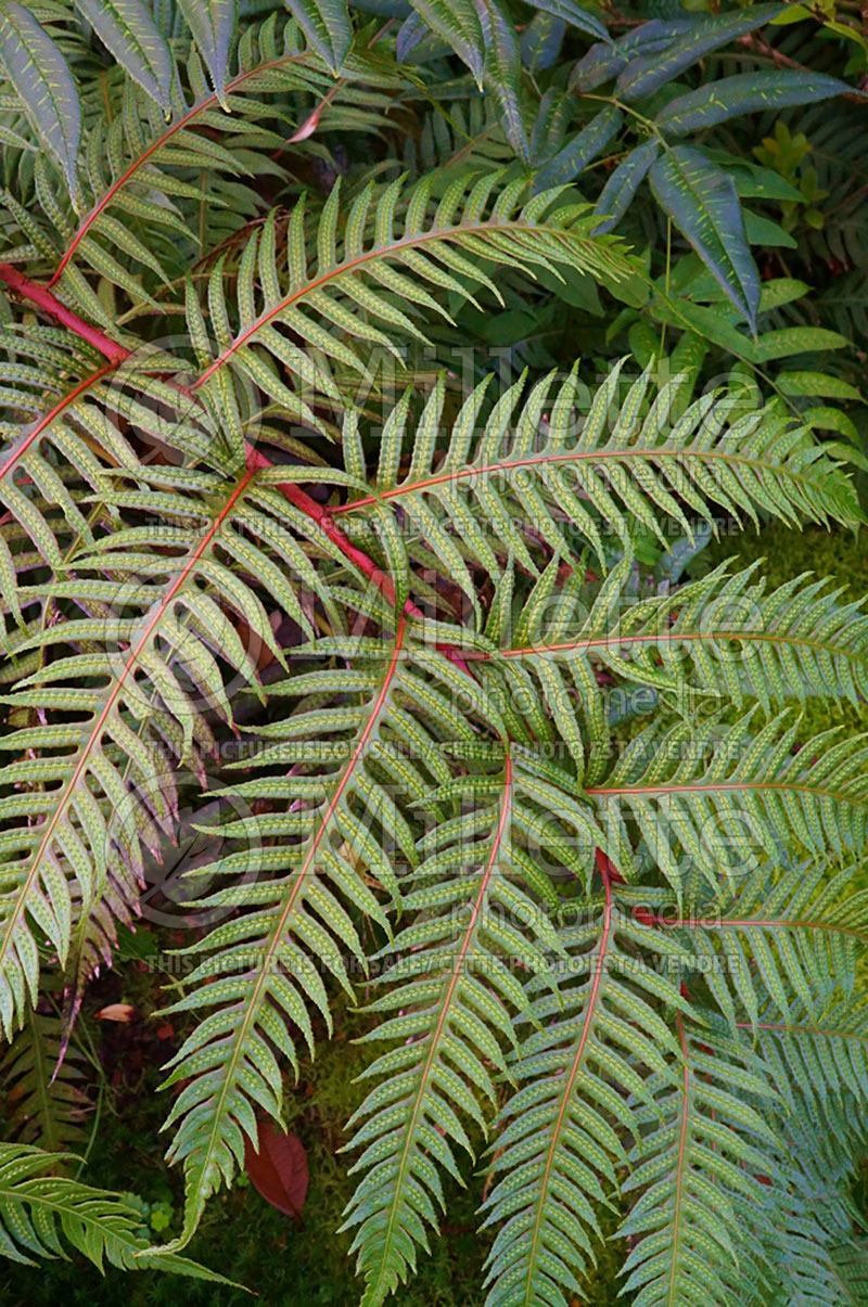 Woodwardia unigemmata (Chain Fern) 2 