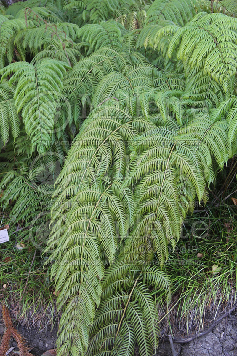 Woodwardia unigemmata (Chain Fern) 1 