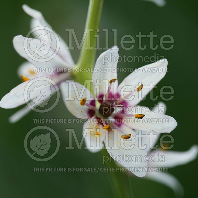 Wurmbea or Onixotis stricta (Rice Flower) 1 