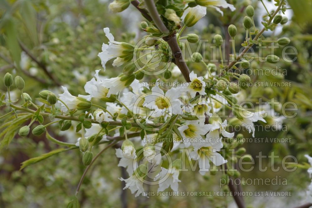 Xanthoceras sorbifolium (Yellowhorn) 2 