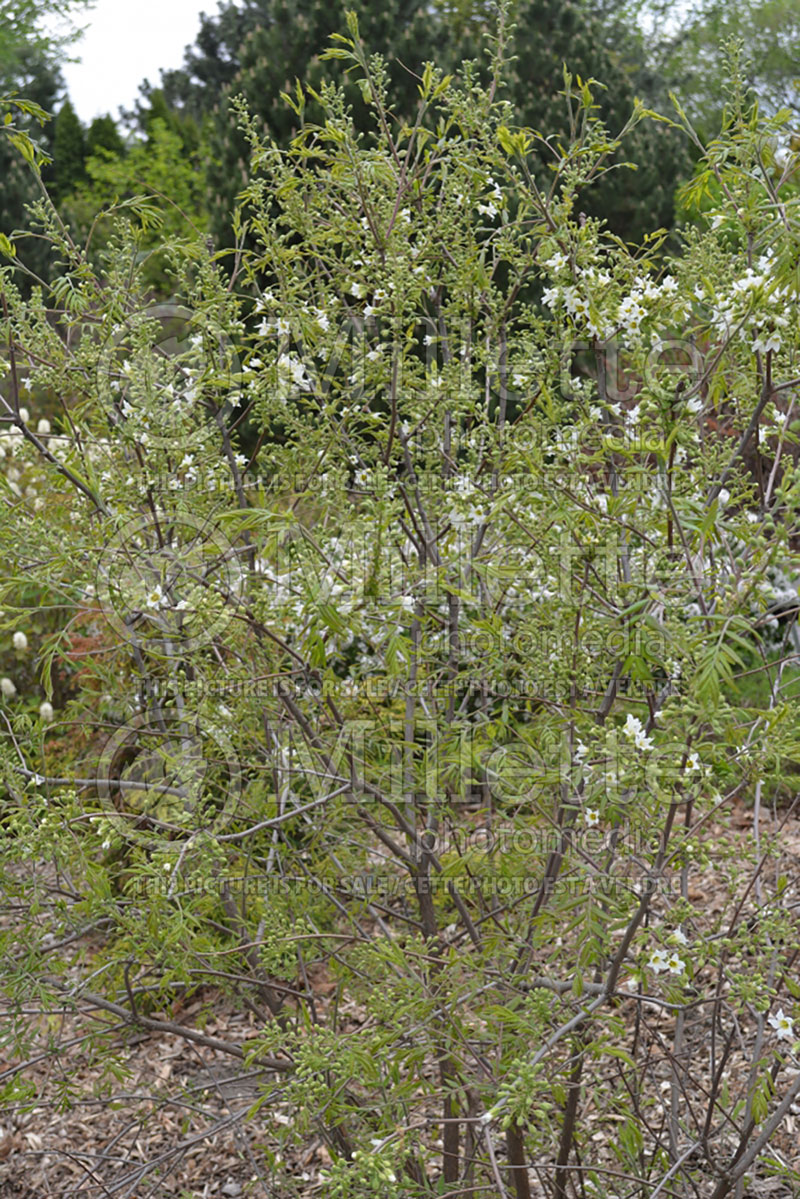 Xanthoceras sorbifolium (Yellowhorn) 1 