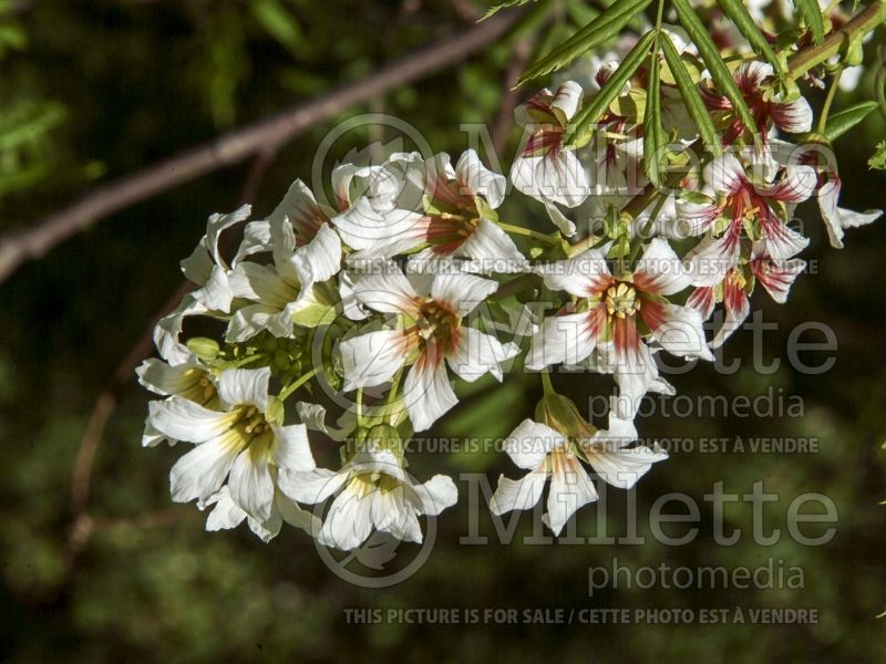 Xanthoceras sorbifolium (Yellowhorn) 5 