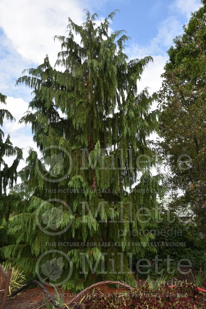 Chamaecyparis Pendula (False Cypress conifer) 5