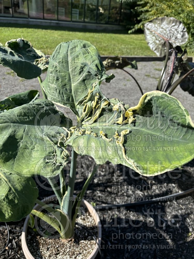 Xanthosoma Mickey Mouse (Alocasia elephant ear taro) 2