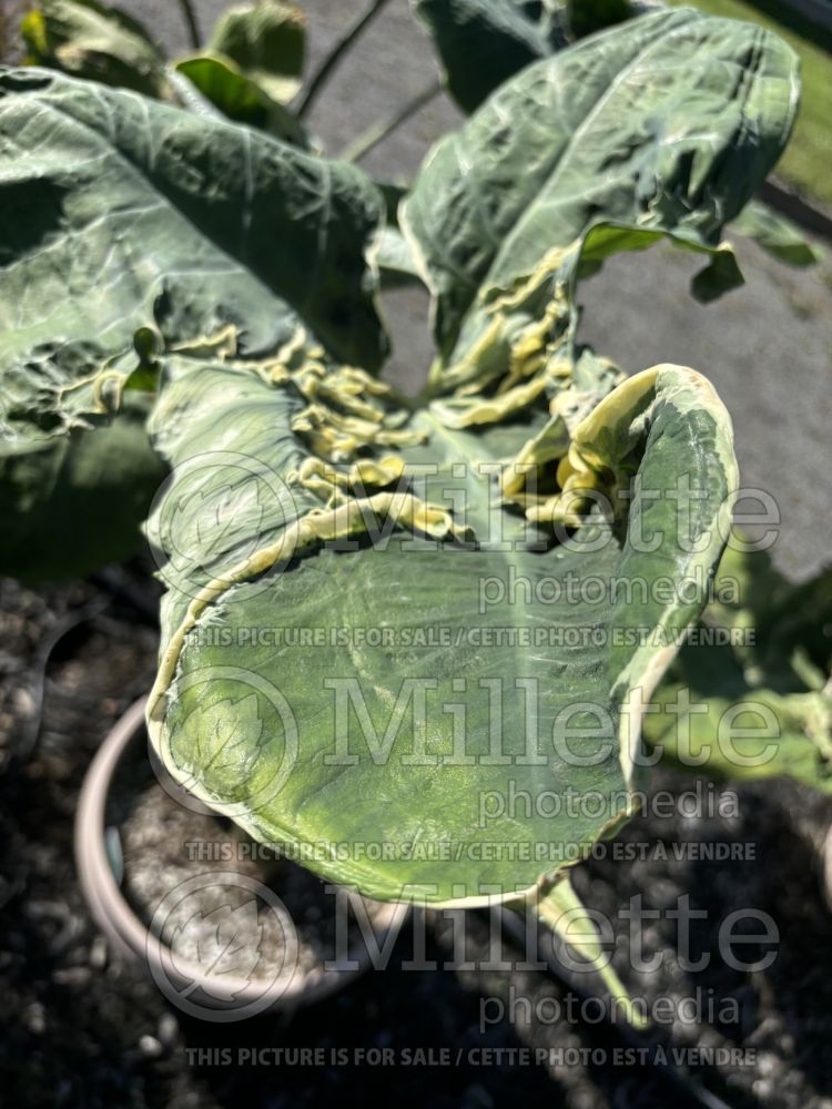 Xanthosoma Mickey Mouse (Alocasia elephant ear taro) 1  