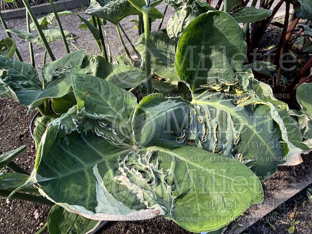 Xanthosoma Mickey Mouse (Alocasia elephant ear taro) 4