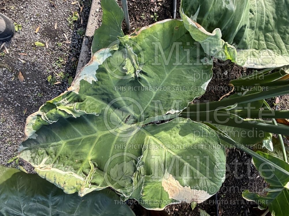 Xanthosoma Mickey Mouse (Alocasia elephant ear taro) 3