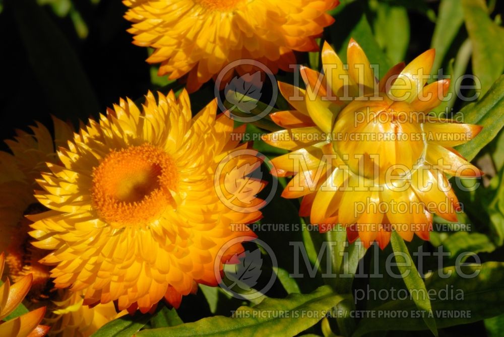 Xerochrysum Visual Golden Yellow (Straw Daisy) 1