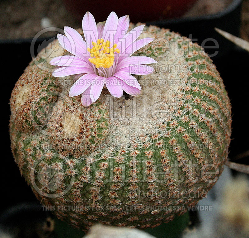 Yavia cryptocarpa (Cactus)  1