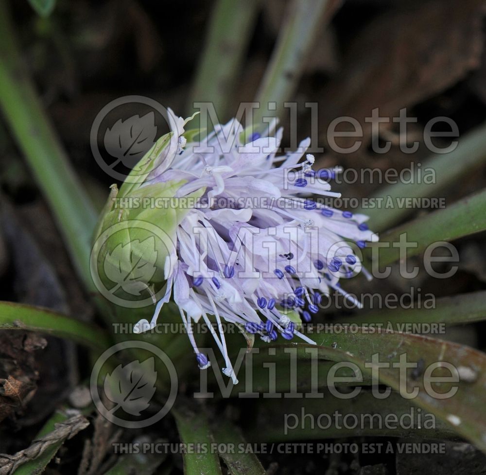 Ypsilandra thibetica (Ypsilandra) 1