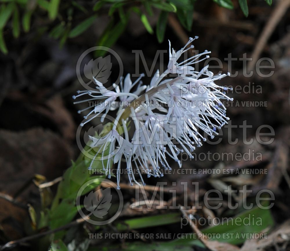 Ypsilandra thibetica (Ypsilandra) 2