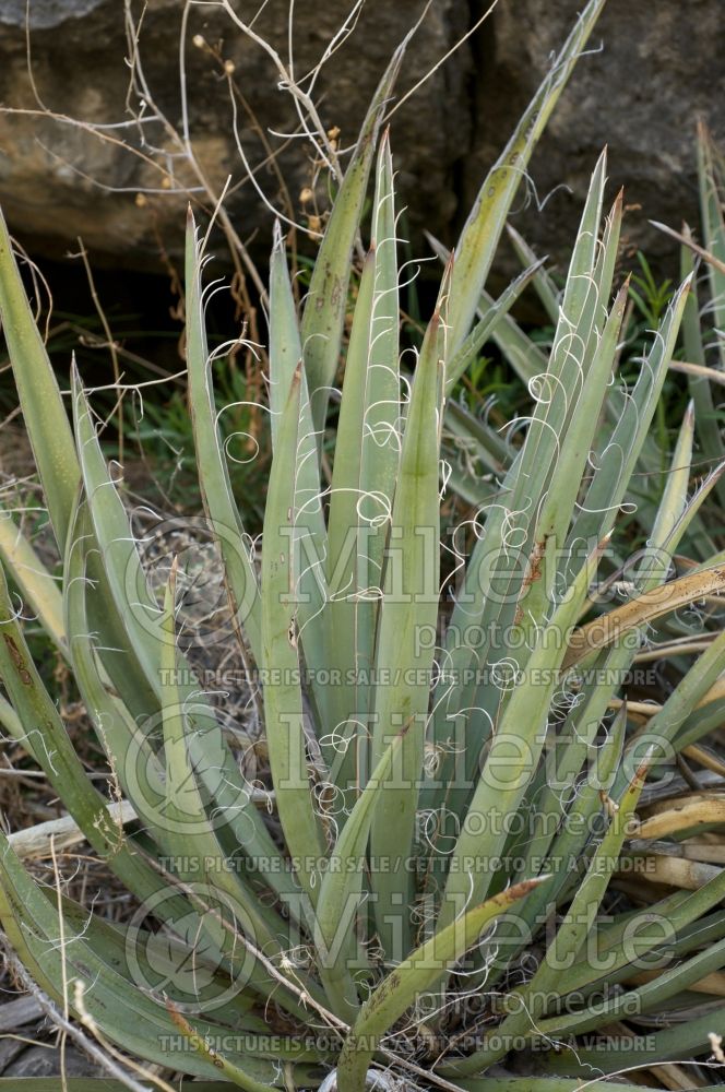 Yucca baccata (banana yucca) 3