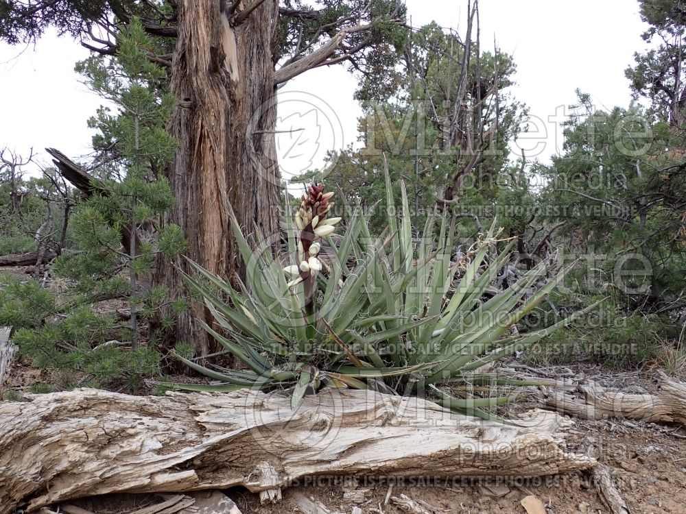 Yucca baccata (banana yucca) 4