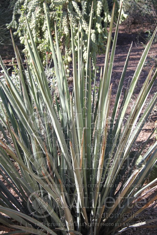 Yucca baccata (banana yucca) 2