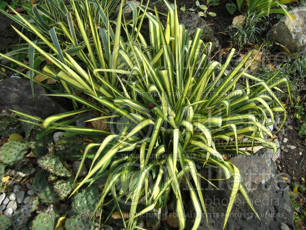 Yucca Garland Gold (Adam's Needle, Yucca) 4