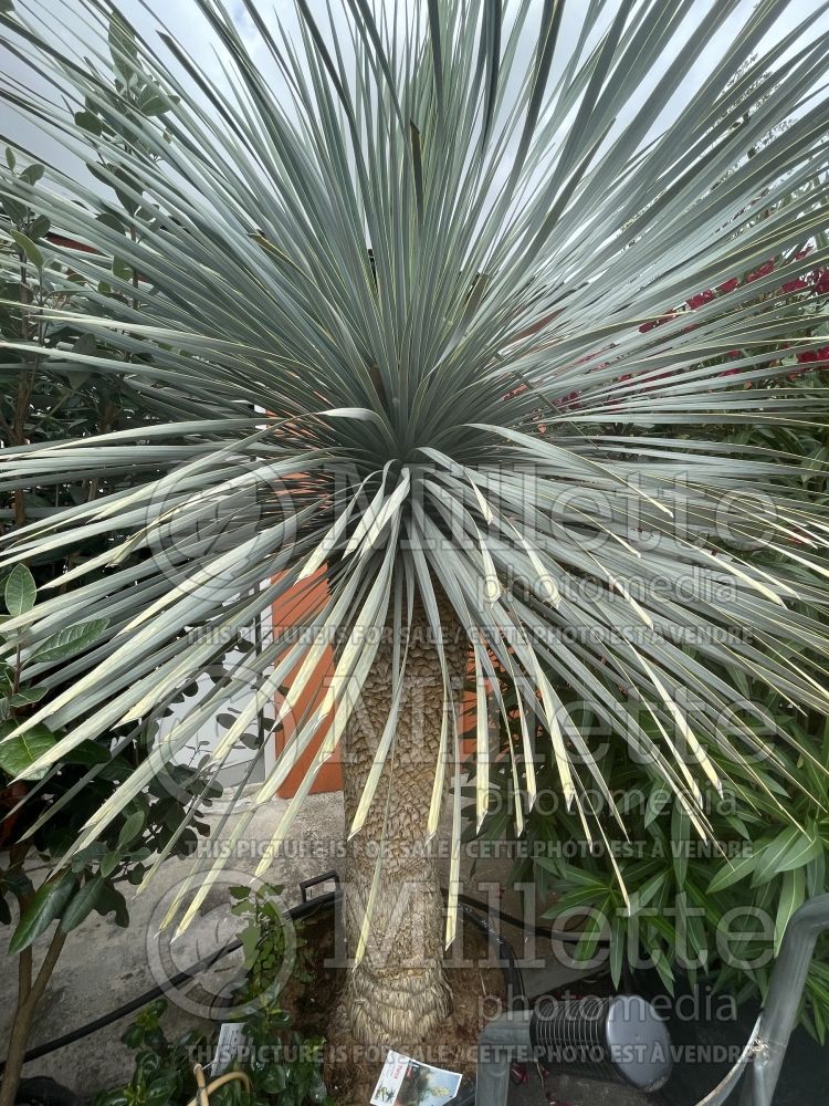 Yucca Blue Swan (Big Bend Yucca succulent) 1 