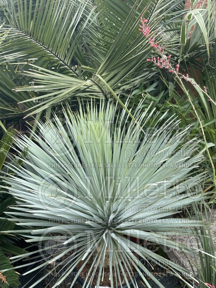 Yucca Blue Swan (Big Bend Yucca succulent) 3 