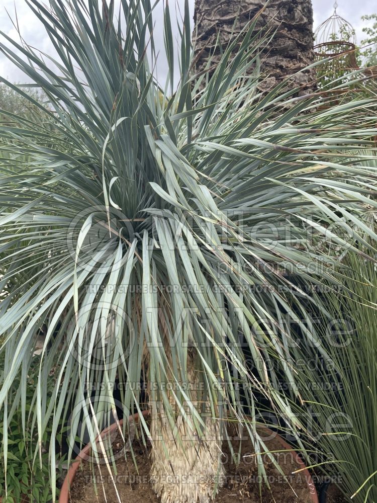 Yucca Medusa (Big Bend Yucca succulent) 1 