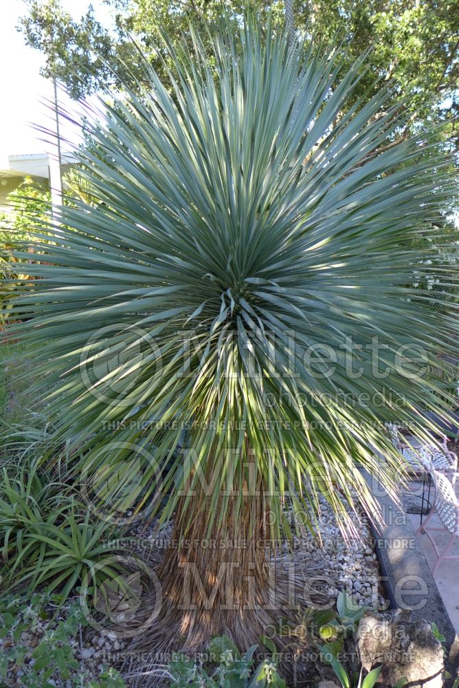 Yucca Sapphire Skies (Big Bend Yucca succulent) 2 