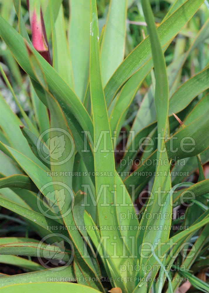 Yucca rupicola (Twisted leaf yucca) 3