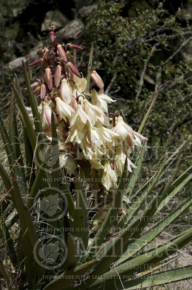 Yucca baccata (Banana yucca) 1