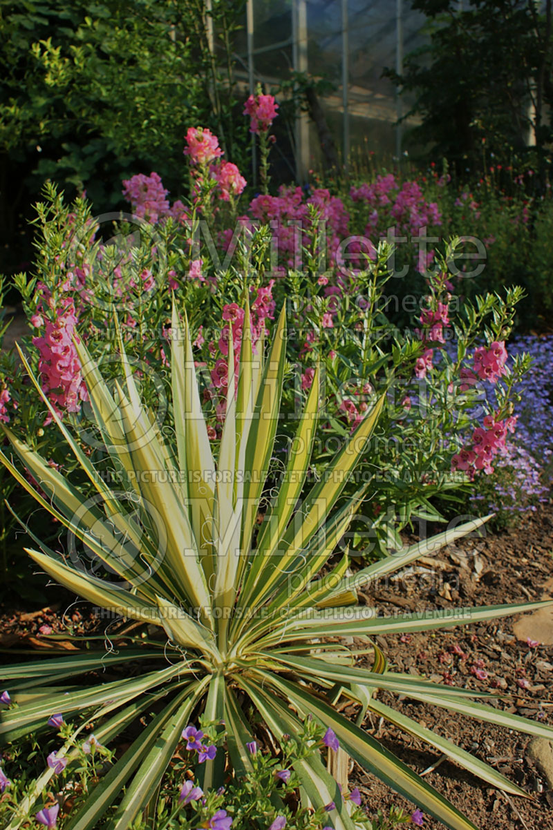 Yucca Color Guard (Adam's needle) 3