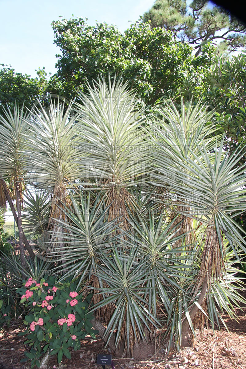 Yucca Silver Star (Adam's Needle, Yucca) 1