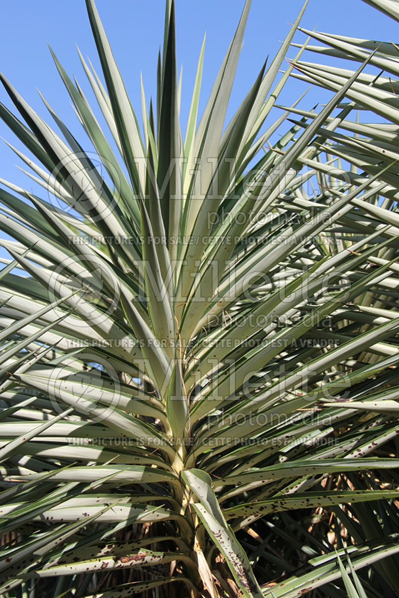 Yucca Silver Star (Adam's Needle, Yucca) 2