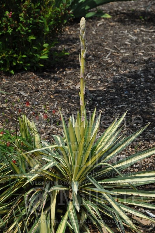 Yucca Bright Edge (Adam's Needle, Yucca) 6