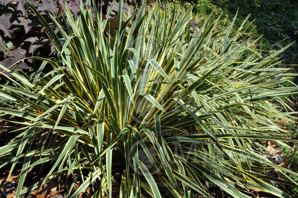 Yucca Bright Edge (Adam's Needle, Yucca) 1