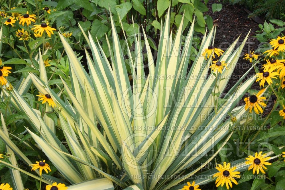 Yucca Color Guard (Adam's needle) 2