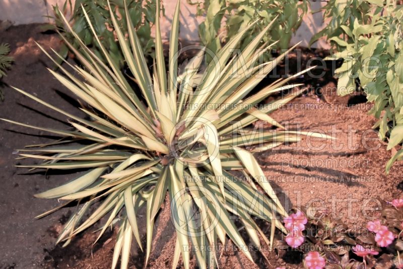 Yucca Color Guard (Adam's needle) 9