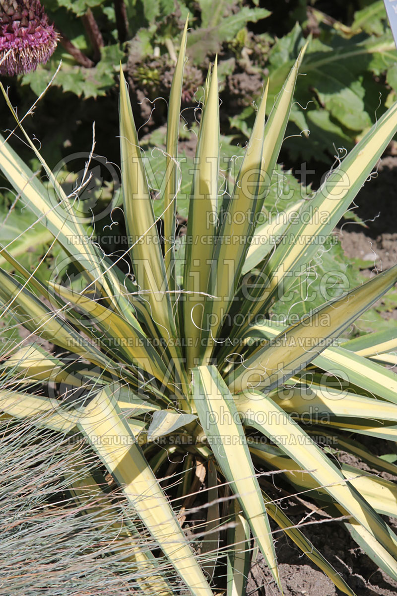 Yucca Color Guard (Adam's needle) 5