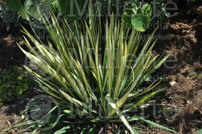 Yucca Garland Gold (Adam's Needle, Yucca) 1