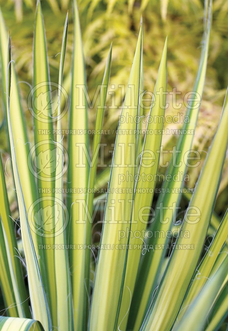 Yucca Golden Sword (Adam's Needle, Yucca) 6