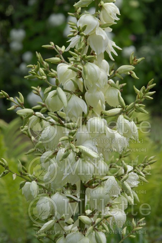 Yucca filamentosa (Adam's needle) 2 