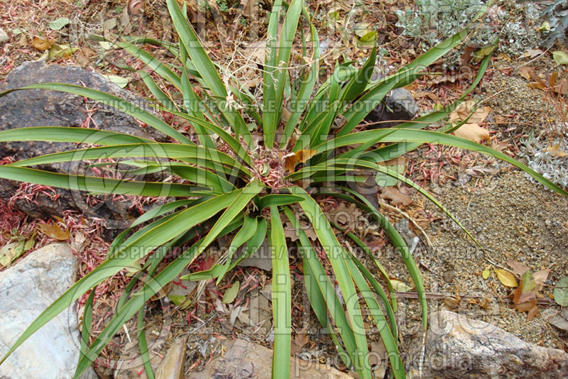 Yucca rupicola (Twisted leaf yucca) 1