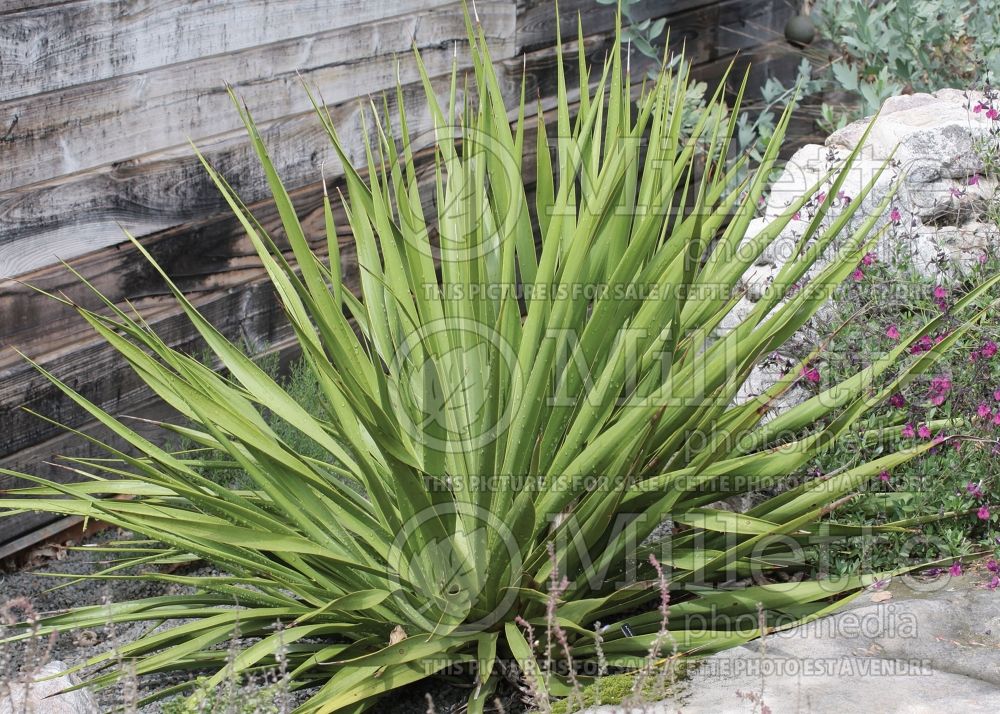 Yucca rupicola (Twisted leaf yucca) 2