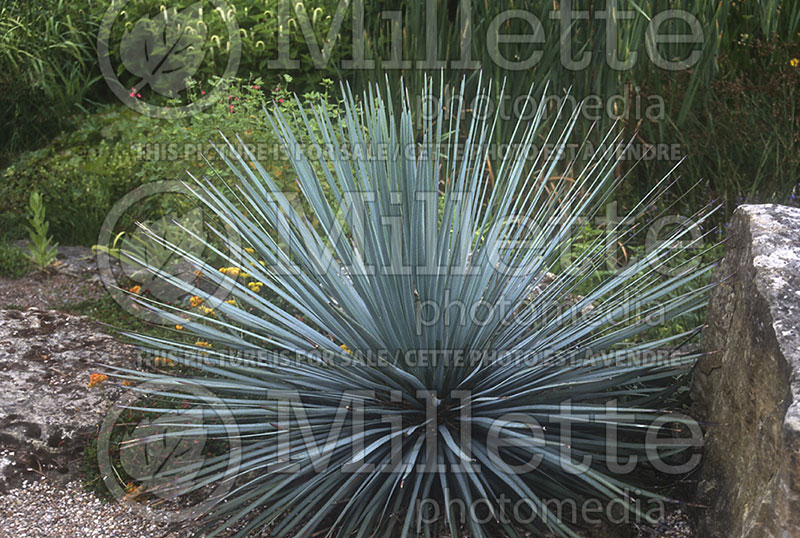 Hesperoyucca aka Yucca whipplei (Adam's needle) 3 