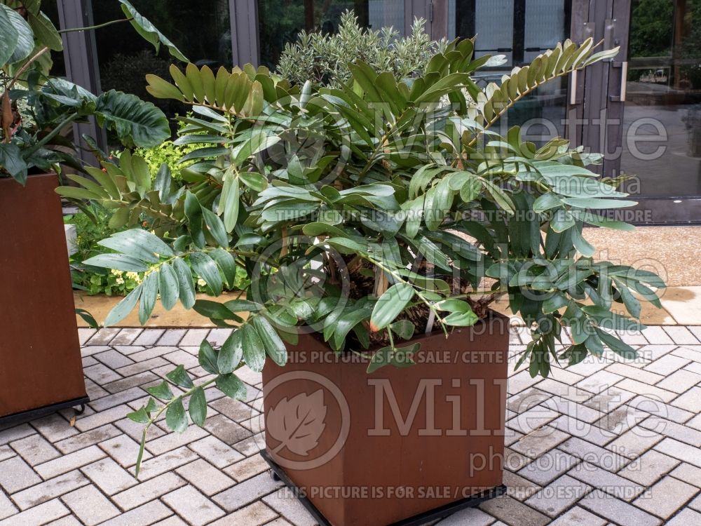 Zamia furfuracea (cardboard palm) 7