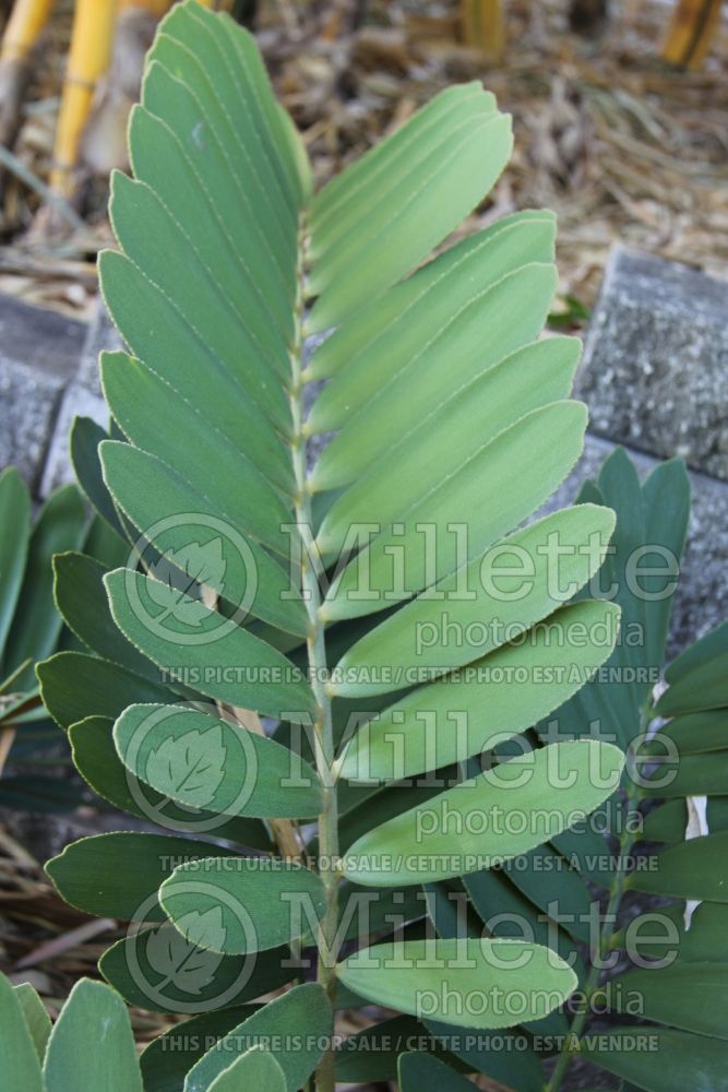 Zamia furfuracea (cardboard palm) 3