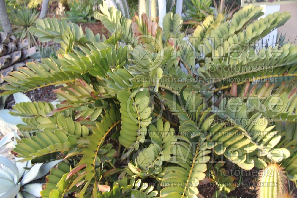 Zamia furfuracea (cardboard palm) 1